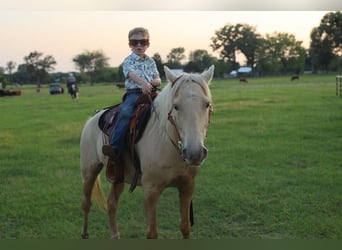 Quarter-ponny, Valack, 8 år, 130 cm, Palomino