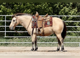 Quarter-ponny, Valack, 8 år, 132 cm, Gulbrun