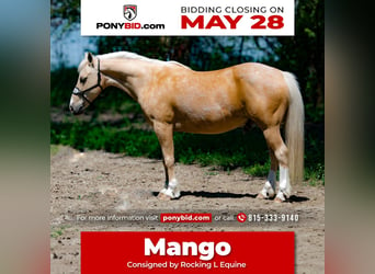 Quarter-ponny, Valack, 8 år, 132 cm, Palomino