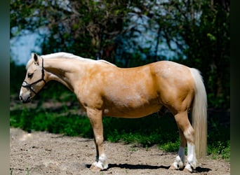 Quarter-ponny, Valack, 8 år, 132 cm, Palomino