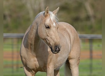 Quarter-ponny, Valack, 8 år, 137 cm, Palomino
