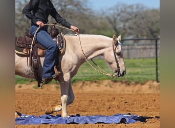 Quarter-ponny, Valack, 8 år, 137 cm, Palomino