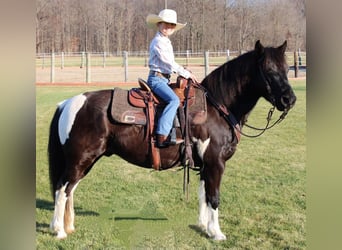 Quarter-ponny, Valack, 8 år, 137 cm, Pinto