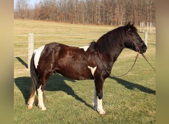 Quarter-ponny, Valack, 8 år, 137 cm, Pinto