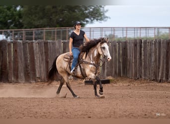 Quarter-ponny, Valack, 8 år, 140 cm, Gulbrun