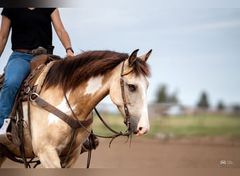 Quarter Pony, Wallach, 8 Jahre, 140 cm, Buckskin