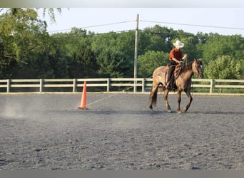 Quarter-ponny, Valack, 8 år, 142 cm, Black