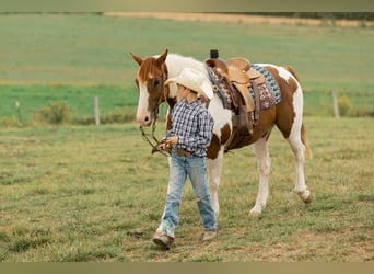 Quarter-ponny, Valack, 8 år, 142 cm, Pinto