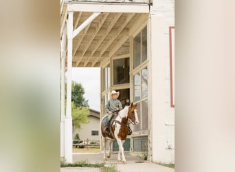 Quarter-ponny, Valack, 8 år, 142 cm, Pinto