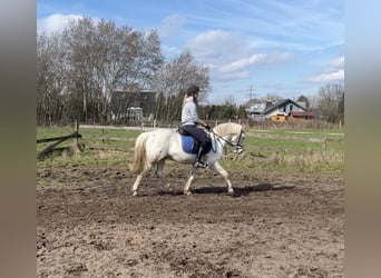 Quarter-ponny Blandning, Valack, 8 år, 144 cm, Grå