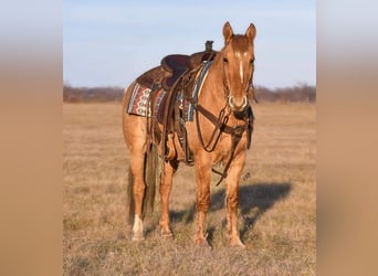 Quarter-ponny, Valack, 8 år, 145 cm, Fux med ål