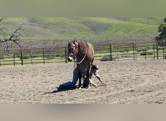 Quarter-ponny, Valack, 8 år, 152 cm, Gulbrun