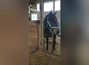 Quarter-ponny Blandning, Valack, 9 år, 136 cm, Rökfärgad svart