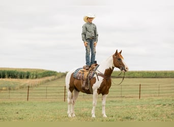 Quarter-ponny, Valack, 9 år, 142 cm, Pinto