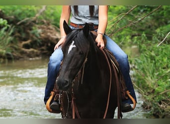 Quarter-ponny, Valack, 9 år, 142 cm