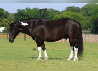 Quarter-ponny, Valack, 9 år, 142 cm