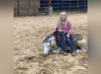 Quarter Pony, Castrone, 10 Anni, 104 cm, Bianco