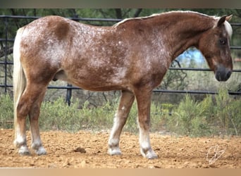 Quarter Pony, Castrone, 10 Anni, 130 cm, Sauro ciliegia