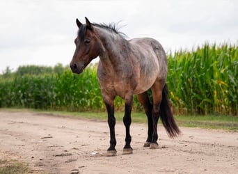 Quarter Pony, Castrone, 10 Anni, 132 cm, Roano blu