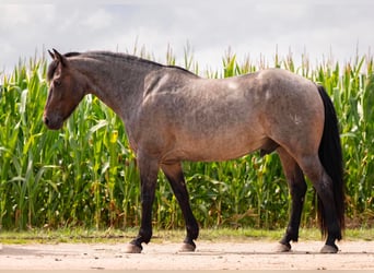 Quarter Pony, Castrone, 10 Anni, 132 cm, Roano blu