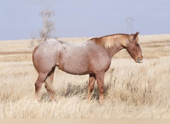 Quarter Pony, Castrone, 10 Anni, 132 cm, Roano rosso