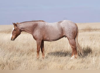 Quarter Pony, Castrone, 10 Anni, 132 cm, Roano rosso