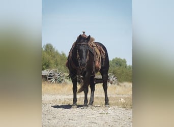 Quarter Pony, Castrone, 10 Anni, 137 cm, Morello