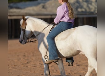 Quarter Pony, Castrone, 10 Anni, 140 cm, Pezzato
