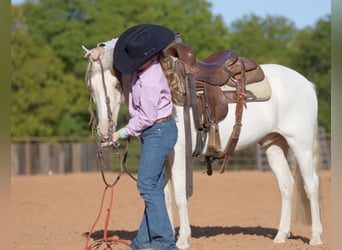 Quarter Pony, Castrone, 10 Anni, 140 cm, Pezzato