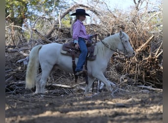 Quarter Pony, Castrone, 10 Anni, 140 cm, Pezzato