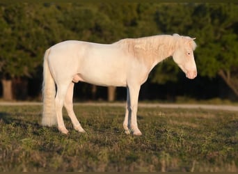 Quarter Pony, Castrone, 10 Anni, 140 cm, Pezzato