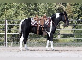 Quarter Pony Mix, Castrone, 10 Anni, 140 cm, Pezzato