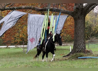 Quarter Pony Mix, Castrone, 10 Anni, 140 cm, Pezzato