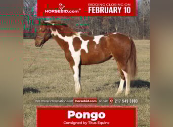 Quarter Pony, Castrone, 10 Anni, 142 cm, Tobiano-tutti i colori