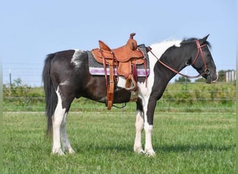 Quarter Pony, Castrone, 10 Anni