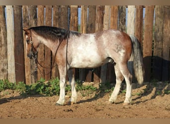 Quarter Pony, Castrone, 10 Anni, Roano rosso