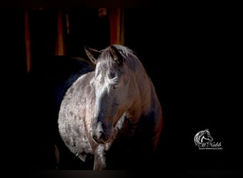 Quarter Pony, Castrone, 11 Anni, 137 cm, Morello
