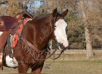 Quarter Pony, Castrone, 11 Anni, 140 cm, Baio ciliegia