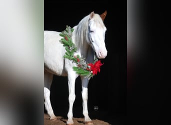 Quarter Pony, Castrone, 11 Anni, 140 cm, Pezzato