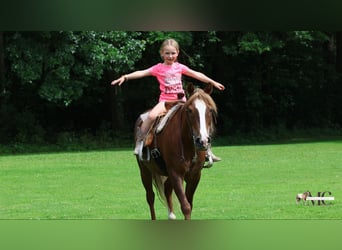 Quarter Pony, Castrone, 11 Anni, Sauro scuro