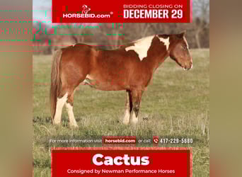 Quarter Pony, Castrone, 12 Anni, 122 cm, Pezzato