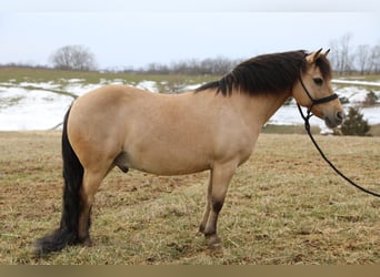 Quarter Pony, Castrone, 12 Anni, 135 cm, Pelle di daino