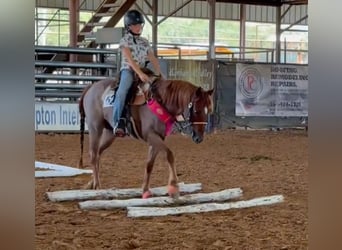 Quarter Pony, Castrone, 12 Anni, 135 cm, Roano rosso