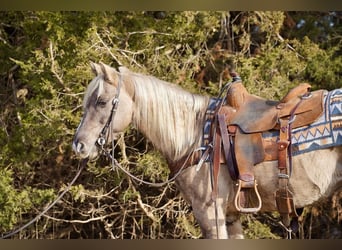 Quarter Pony, Castrone, 12 Anni, 137 cm, Grullo