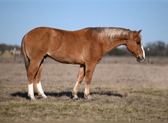Quarter Pony, Castrone, 12 Anni, 142 cm, Falbo