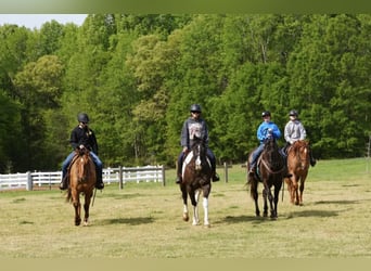 Quarter Pony, Castrone, 12 Anni, Baio ciliegia