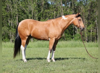 Quarter Pony, Castrone, 12 Anni, Pelle di daino