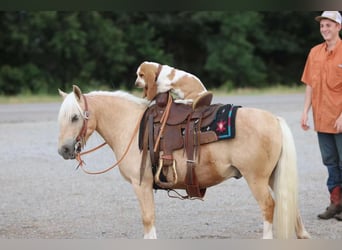 Quarter Pony, Castrone, 13 Anni, 114 cm, Palomino
