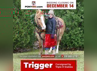 Quarter Pony, Castrone, 13 Anni, 127 cm, Red dun