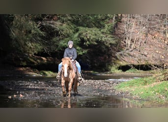 Quarter Pony, Castrone, 13 Anni, 127 cm, Red dun
